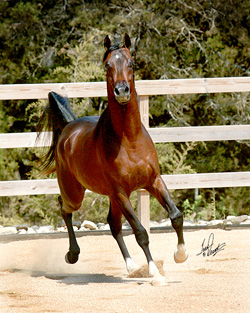 Austin Texas horses for sale