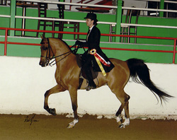 Austin Texas horses for sale