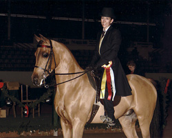 Austin Texas horses for sale